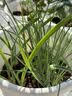 爱丽思（IRIS）Deepot花盆加厚树脂控根圆口绿萝绣球月季多肉发财树塑料加仑花盆 10号白色(口径约32.8cm)约15L 实拍图