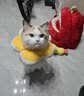 华元宠具（hoopet）猫咪伊丽莎白圈幼猫项圈宠物狗狗耻辱颈圈脖圈头套犬防舔防咬头罩 实拍图