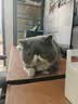 逸诺（enoug）SOS宠物去油膏去猫咪黑下巴油尾巴打结狗狗去黄胡子清洁用品100g 实拍图