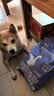 奥丁（ODIN）NEO老年犬狗粮成犬小型中大型犬通用柯基金毛高龄犬专用狗粮1.5kg 实拍图