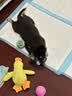 皇家狗粮 幼犬狗粮 幼犬奶糕宠物小型犬MIJ31全价犬粮2-10月800g 实拍图