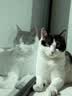 LEGENDSANDY蓝氏全价猫粮成猫幼猫生骨肉冻干粮 猎鸟乳鸽500g 实拍图