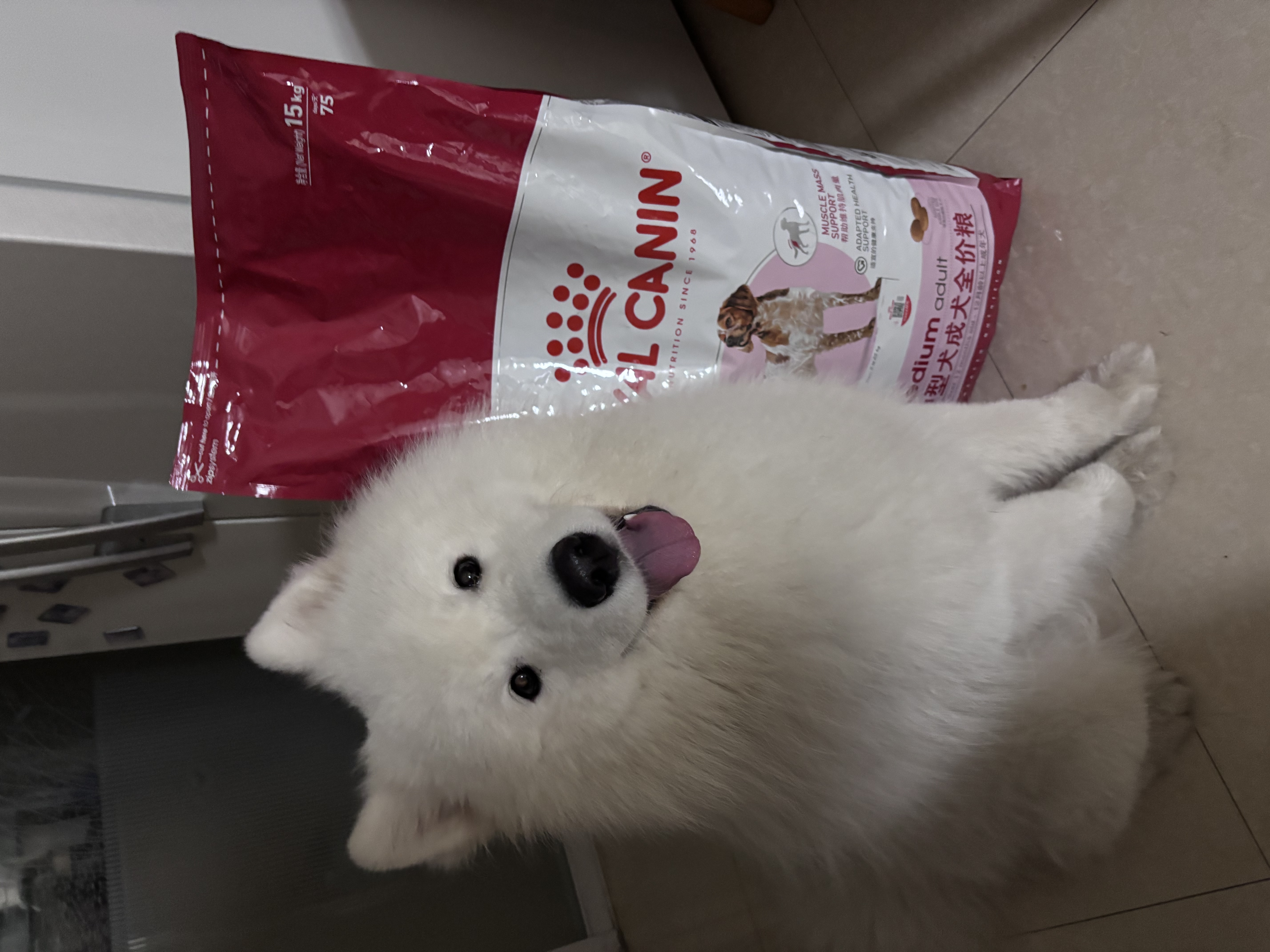 皇家狗粮 成犬狗粮 犬粮 宠物 中型犬 M25 全价犬粮12月15KG 宠物金选 实拍图