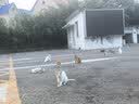 普安特宠物狗狗驱虫药犬体内外同驱跳蚤犬虱非泼罗尼爱滴克+内驱 实拍图