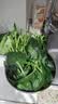 大菠菜300g 实拍图