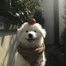 伯纳天纯中大型犬全价成年犬粮金毛宠物主粮羊肉蔓越莓15kg囤货装 实拍图