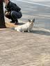 京东京造狗粮中小型犬粮鲜肉无谷全价粮7kg泰迪比熊博美成犬幼犬粮 实拍图