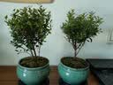 【限时秒杀】小叶赤楠盆景植物办公花卉基地直销批发绿植盆栽室内 赤楠+绿色裂纹盆+苔藓+圆底座 实拍图