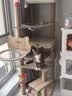唐米吉吉加粗大型猫爬架猫窝猫树一体太空舱猫架子小户型不占地剑麻猫玩具 【154cm大平台双舱猫爬架】加大椭圆太空舱 实拍图