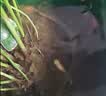 鱼多趣小型鱼通用热带鱼饲料孔雀斗鱼幼鱼开口鱼食 脱壳丰年虾卵50克 实拍图