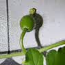 史丹利3L包装营养土园艺有机土通用型种花种菜养花专用泥炭土壤种植土 实拍图