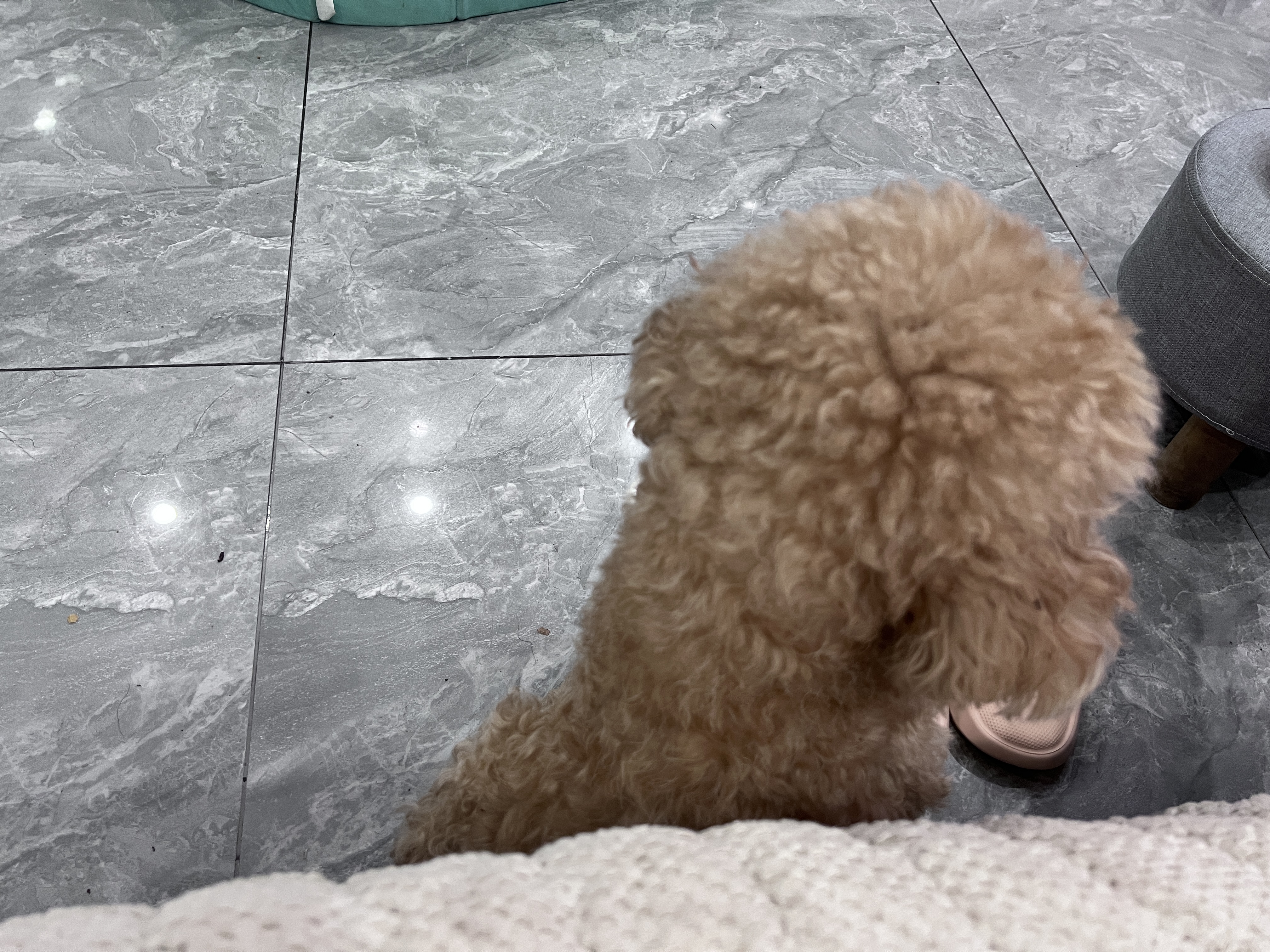 疯狂小狗宠物狗狗零食磨牙棒泰迪金毛幼犬成犬洁齿耐咬 混合味220g 实拍图