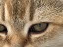 红狗营养膏猫咪狗狗营养膏宠物幼犬猫营养补充剂乳铁蛋白维生素120g 实拍图