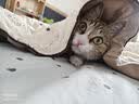 网易严选宠爱相伴全价猫粮 实惠宠物主粮成幼猫爱心公益 美毛护肠胃 1.8kg 实拍图