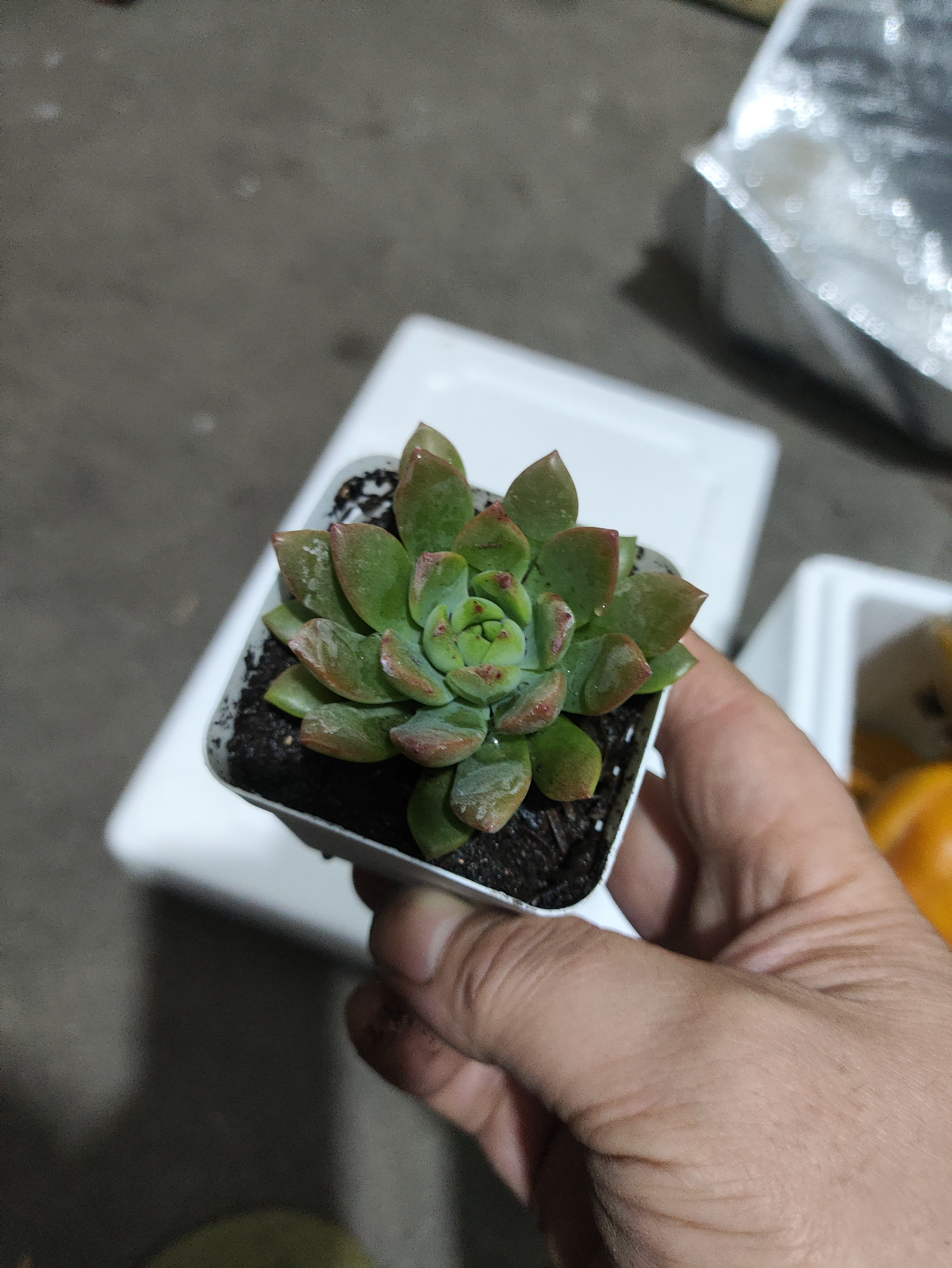 招财钱串吸财树多肉植物办公室桌面绿植盆栽花卉新手好养 精选随机1颗多肉+1个塑料彩盆+土 实拍图