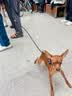 麦富迪狗粮 无谷牛肉双拼狗粮成犬 小型犬中大型犬通用10kg/20斤 实拍图
