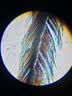 科学罐头（Science  can）显微镜儿童生日礼物学生便携式男女孩6-12岁益智玩具户外礼盒装 实拍图