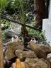 美人喵小安心猫粮幼猫1到3月奶糕专用离乳期4到12月全价小猫奶猫幼猫粮 【1-6月】羊奶幼猫粮4斤 实拍图