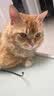 伟嘉主食猫罐头软包 猫主食餐包湿粮 进口成猫妙鲜包85g*12混合味 实拍图