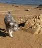 皇家狗粮 成犬狗粮 犬粮 宠物小型犬 PR27全价犬粮≥10月8KG 宠物金选 实拍图