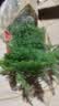 文竹盆栽绿植花卉盆景植物室内客厅水培文松云竹文竹大苗四季常青 小文竹【1颗】原盆原土球发货 高度15-25cm 实拍图
