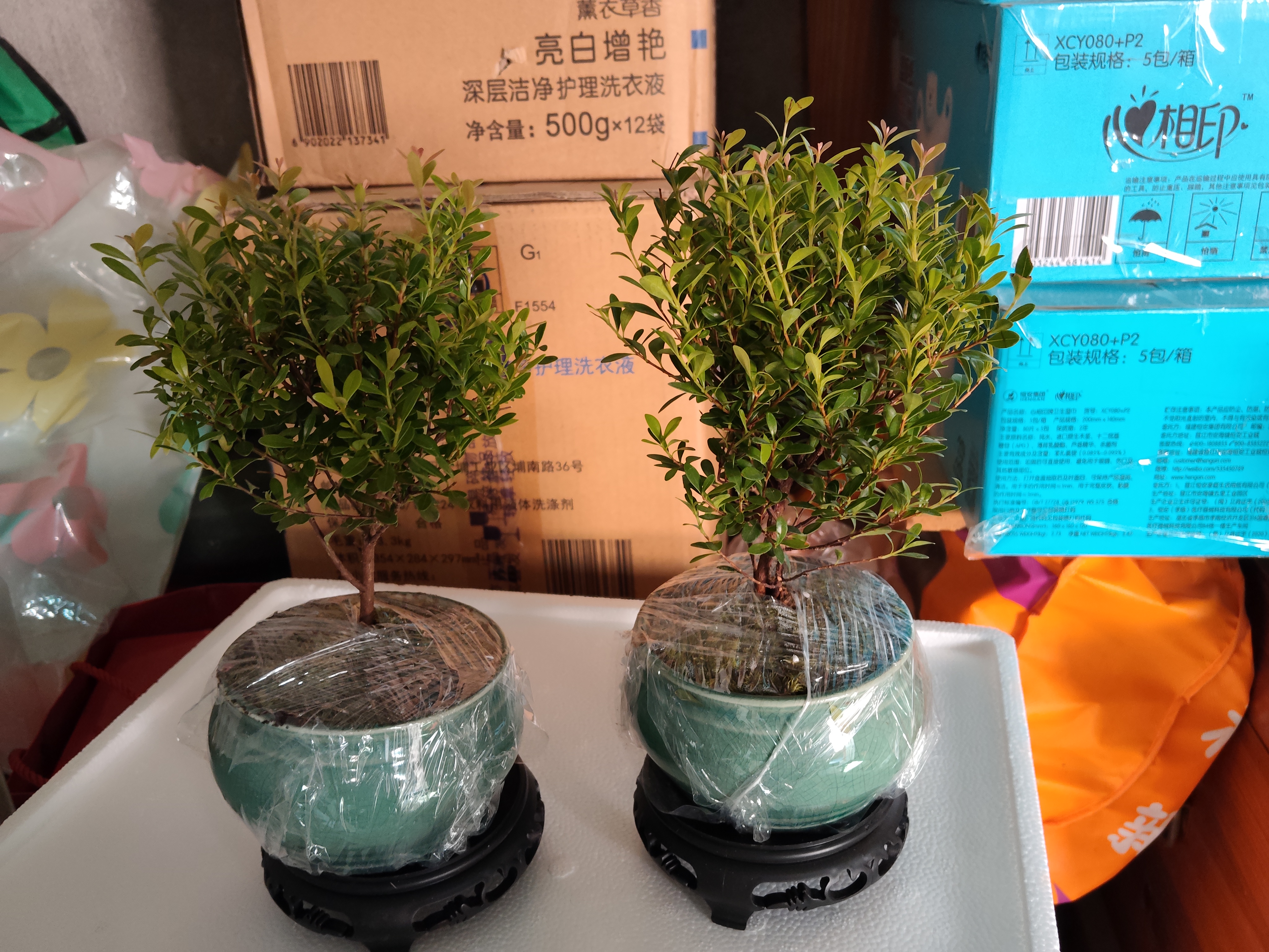 【限时秒杀】小叶赤楠盆景植物办公花卉基地直销批发绿植盆栽室内 赤楠+绿色裂纹盆+苔藓+圆底座 实拍图