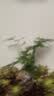 文竹盆栽绿植花卉盆景植物室内客厅水培文松云竹文竹大苗四季常青 小文竹【1颗】原盆原土球发货 高度15-25cm 实拍图