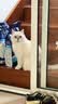维克（Virbac）耳漂滴耳液狗狗猫咪预防耳螨清洁耳道洗耳液犬猫耳部清洁宠物滴耳液 60ml 实拍图