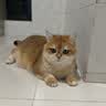 自然光环Halo猫粮成猫【新品】纯鲜肉 健美体态 成猫粮 鸡肉味2.5kg 实拍图