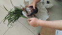 玫绚兰花 春兰宋梅 假一赔十盆栽花卉 红芯荷 一颗8苗连体 带营养袋盆土种好发 实拍图