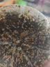 良品铺子高钙DHA藻油海苔拌饭碎280g儿童零食无添加芝麻紫菜碎宝宝拌饭 实拍图