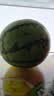 京鲜生 无籽麒麟西瓜 1粒装 净重5-7斤 生鲜水果 实拍图