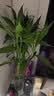 花翁富贵竹水培绿植招财转运室内客厅水养花卉盆栽植物文昌竹源头直发 实拍图