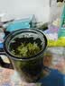 乐品乐茶茉莉花茶浓香横县特级春茶2026新茶碧螺春茶叶250g伴手礼送长辈 实拍图