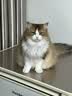 皇家猫粮 成猫猫粮 室内长毛猫 ILH35 通用粮 1-7岁 4.5KG 实拍图