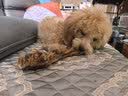 蒙贝 香酥牛棒骨 狗狗零食 中小型犬狗狗磨牙棒 泰迪金毛训犬奖励 90g 实拍图