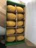佳沛（zespri）新西兰金奇异果10个装单果重103-114g猕猴桃水果礼盒 实拍图