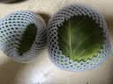 【京东配送】山东新鲜西葫芦角瓜农家自种三月瓜茭瓜现摘现发 净重 5.7斤 带箱6斤 实拍图