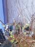 蓝桂圆雪柳鲜枝 干枝水培开花 内客厅插花好养易活70-80CM20枝源头直发 实拍图