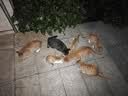 鲜朗低温烘焙猫粮 禽肉配方幼猫成猫奶糕无谷全价猫粮鲜郎 【禽肉配方】猫粮2kg 实拍图