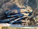 伊利欣活 中老年营养奶粉 中老年奶粉 益生菌0蔗糖 营养品便携装 400g 实拍图