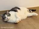 皇家猫粮 室内成猫粮 I27 通用粮 12月以上 4.5KG 实拍图