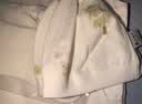 童泰【孕妈有礼-会员39.9元】婴儿衣服连体衣新生儿宝宝服纯棉春夏季 黄色贝贝熊 （四季款/纯棉) 59cm 实拍图