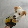 力狼狗粮 全价成犬粮 博美泰迪金毛阿拉斯加边牧狗粮大中小犬型粮 【经典配方】成犬粮20kg 实拍图