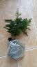 文竹盆栽绿植花卉盆景植物室内客厅水培文松云竹文竹大苗四季常青 文竹【1颗】原盆原土球发货 高度15-25cm 实拍图