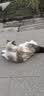 鲜朗低温烘焙猫粮 禽肉配方幼猫成猫奶糕无谷全价猫粮鲜郎 【禽肉配方】猫粮8kg(2kg*4) 实拍图