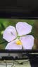 KOORUI科睿24.5英寸300Hz电竞显示器1ms高刷FastIPS 10Bit硬件低蓝光HDR400笔记本外接游戏电脑屏幕 X51 实拍图