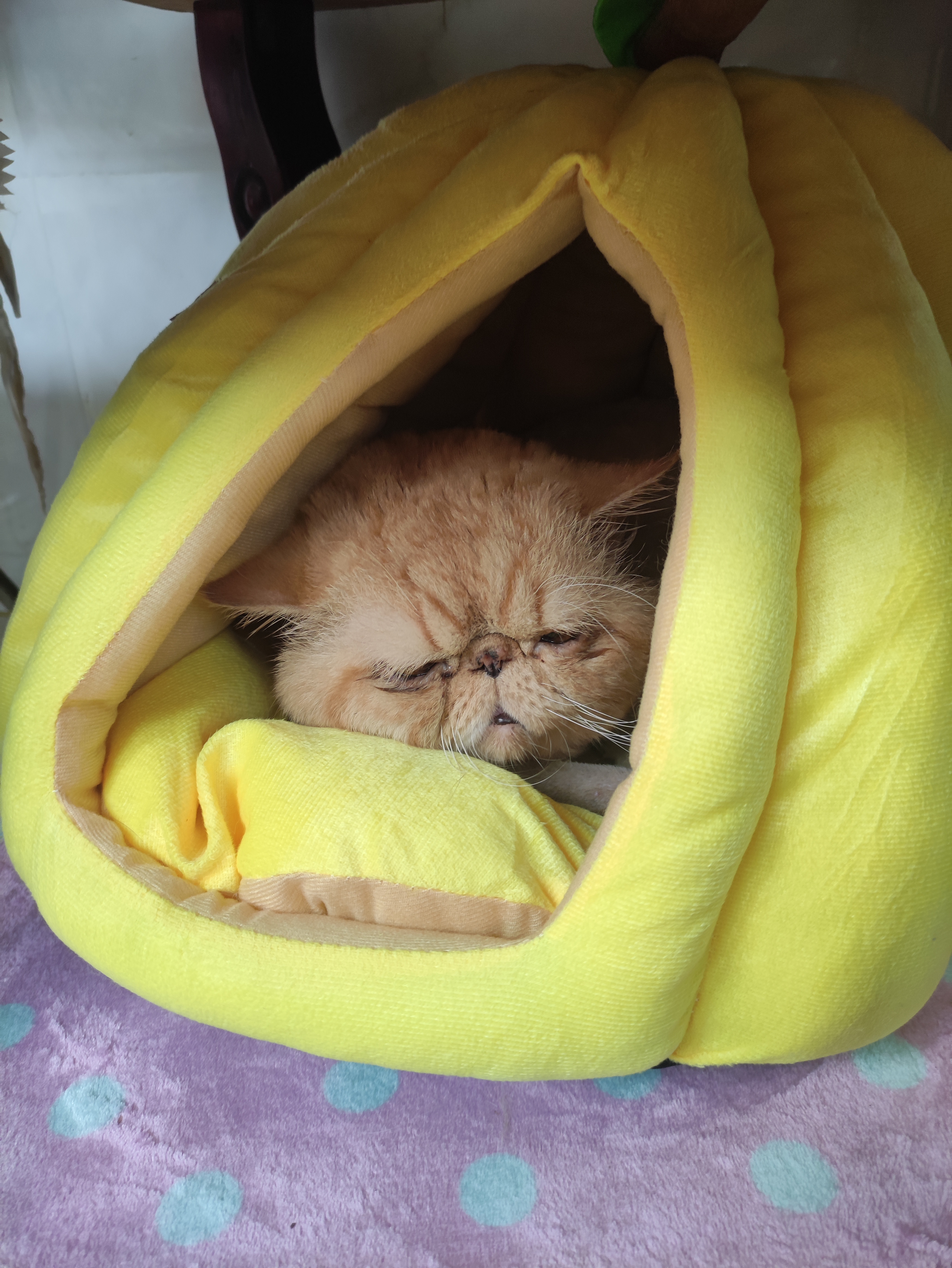 贝初众猫窝四季通用封闭式可拆洗猫屋冬天宠物窝大中小型犬狗窝冬季保暖 南瓜窝【45*45*35推荐13斤内】 全包围 柔软舒适 实拍图