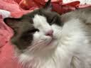 欢宠网伊丽莎白圈猫宠物狗猫咪狗狗绝育软项圈头套脖套防舔防咬脖圈耻辱 实拍图
