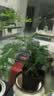 文竹盆栽绿植花卉盆景植物室内客厅水培文松云竹文竹大苗四季常青 文竹【1颗】原盆原土球发货 高度15-25cm 实拍图